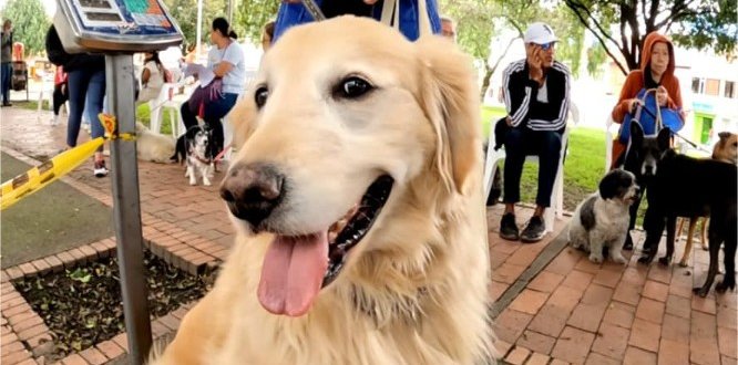 Animales en las jornadas de esterilización en Barrios Unidos