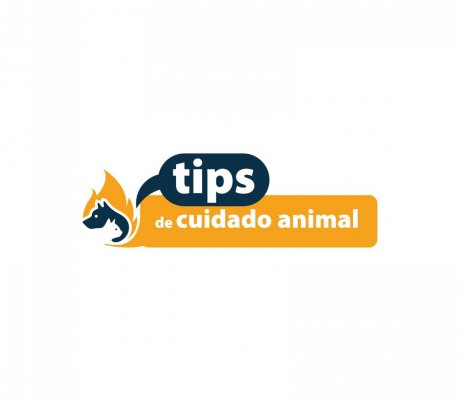 Tips de cuidado animal